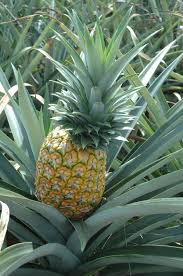 piña - ananá.jpg